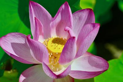 Close-up of pink lily