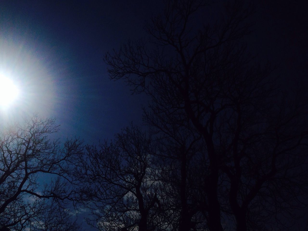 bare tree, low angle view, tree, branch, silhouette, tranquility, beauty in nature, sky, nature, sun, clear sky, scenics, night, tranquil scene, outdoors, dusk, no people, moon, growth, sunlight