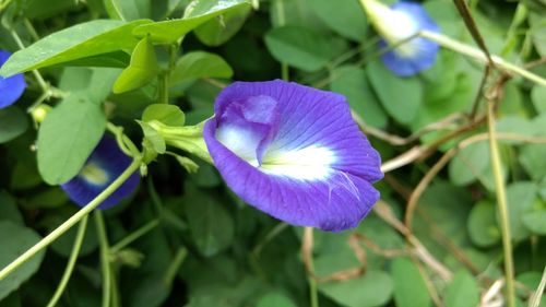 Close-up of purple flowers