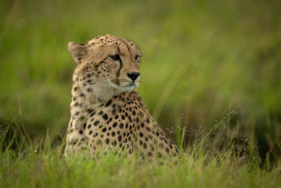 View of a cat looking away