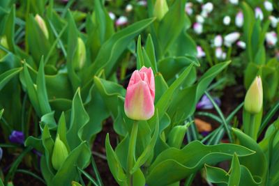 Close-up of pink tulip