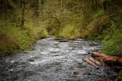 Scenic view of forest