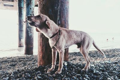 Dog standing on beach against sky