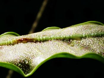 Close-up of water drops on leaf