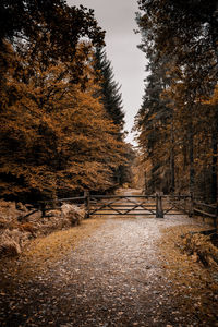 Footpath amidst trees in forest during autumn