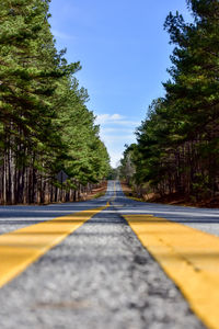 Surface level of road along trees