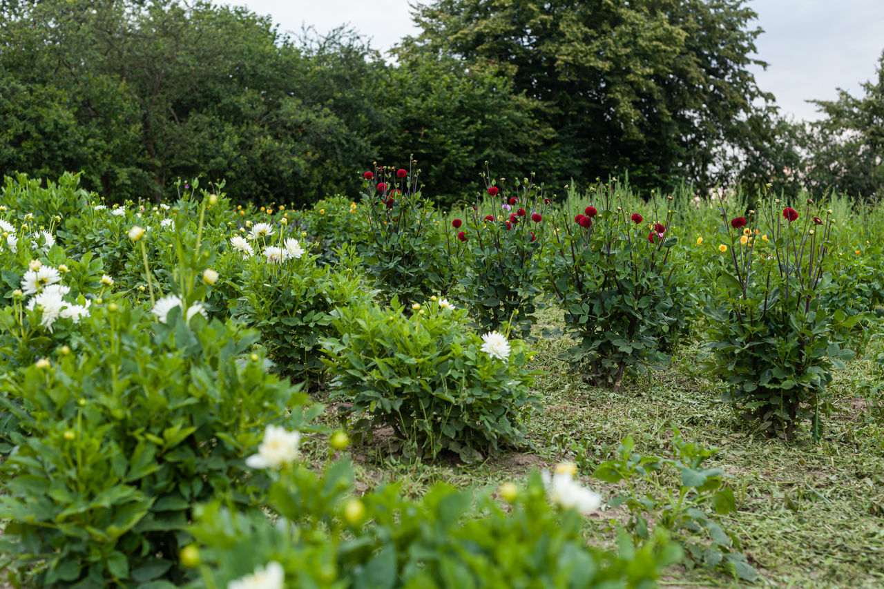 PLANTS GROWING IN GARDEN