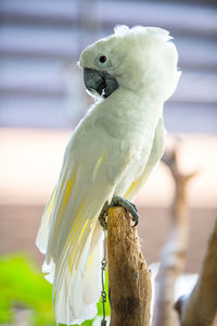 Close-up of parrot perching on wooden post