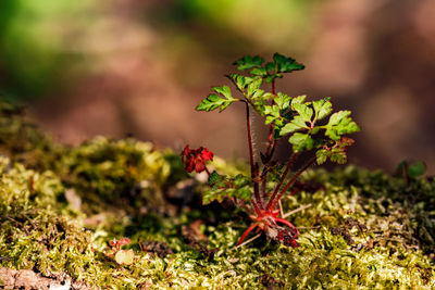 Macro shot of an epiphyte on a moss-covered tree trunk in the protected forest