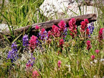 Close-up of flowers growing in field