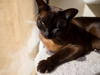 Close-up of cat relaxing on floor at home