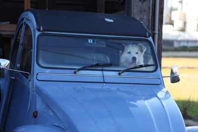 Close-up of car