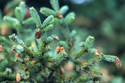 Close-up of pine tree