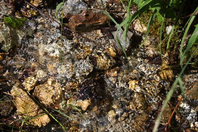 Full frame shot of rocks in water