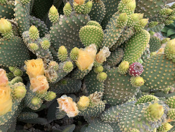 Flowering cactus 