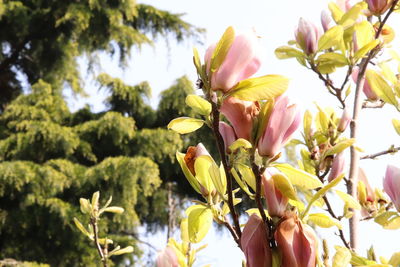 Close-up of flowering plants against sky