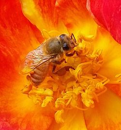 Close-up of bee pollinating on yellow flower