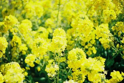 Close-up of yellow flowers