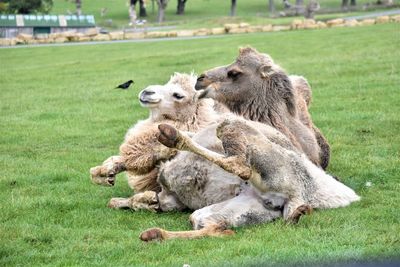 Camels sitting on grass