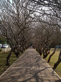 Walkway in park