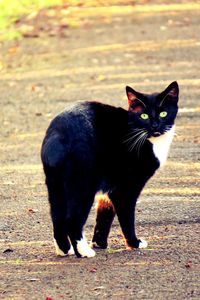 Portrait of black cat