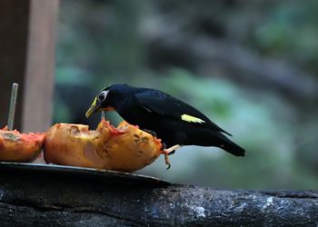 bird