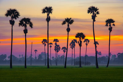 Palm trees on field against sky during sunset