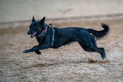 Close-up of dog standing on field