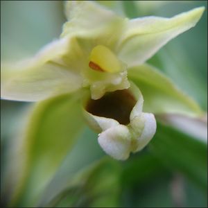 Close-up of fresh flower blooming outdoors