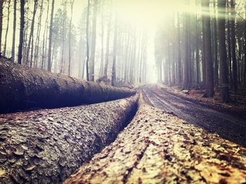 Road passing through forest
