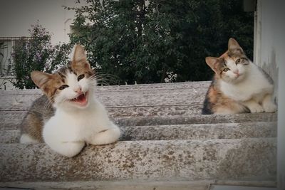 Close-up of cat yawning