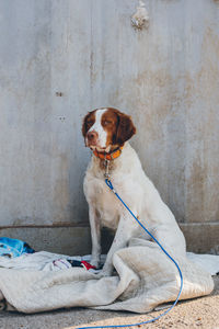 Dog looking away while sitting on wall