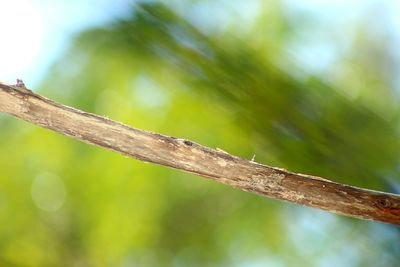 Close-up of bird perching on wood