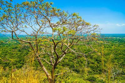 Trees on landscape against blue sky