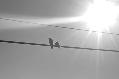 Low angle view of silhouette birds on cable against sky