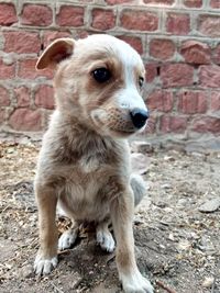 Close-up portrait of dog