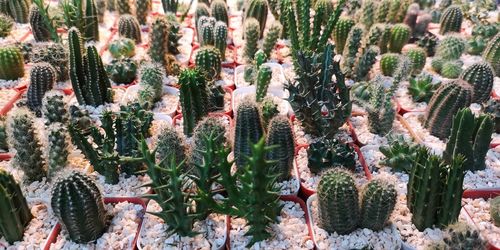 Full frame shot of succulent plants on field during winter