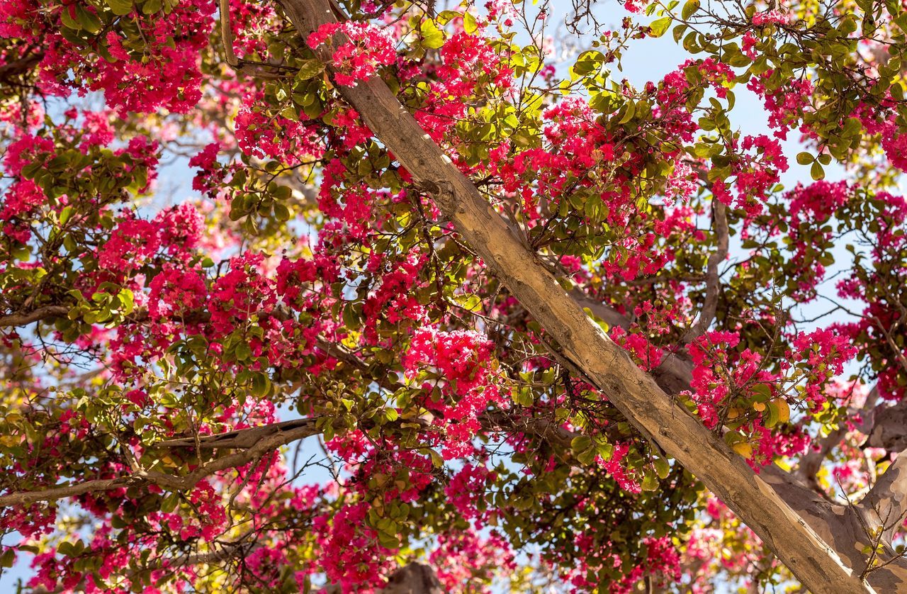 LOW ANGLE VIEW OF PINK FLOWERS ON TREE