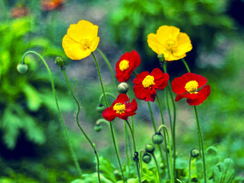 Close-up of yellow flowers blooming on field