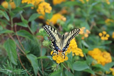 Butterfly pollinating on yellow flower