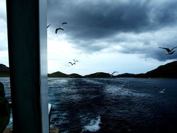 Seagulls flying over sea