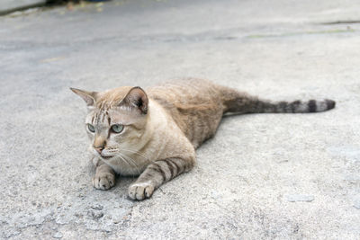 Portrait of a cat lying on road