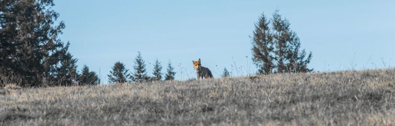 Man on field against clear sky