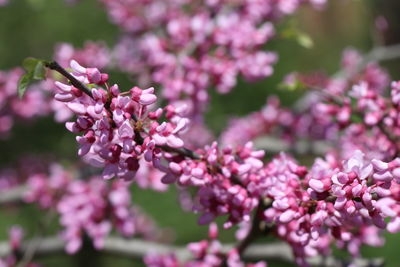 Close-up of pink cherry blossom