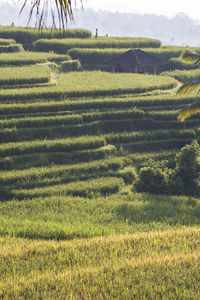 Scenic view of agricultural field