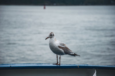 Seagull perching on railing against sea