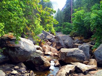 Rocks by trees