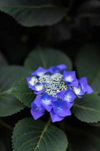 Close-up of purple flowering plant