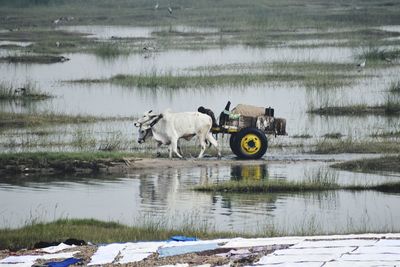 Horse standing in lake