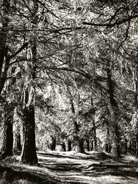 Bare trees in forest